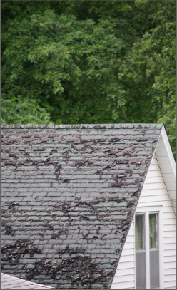Local Way Roofing and Restoration | Calgary, Alberta | Roof Damage